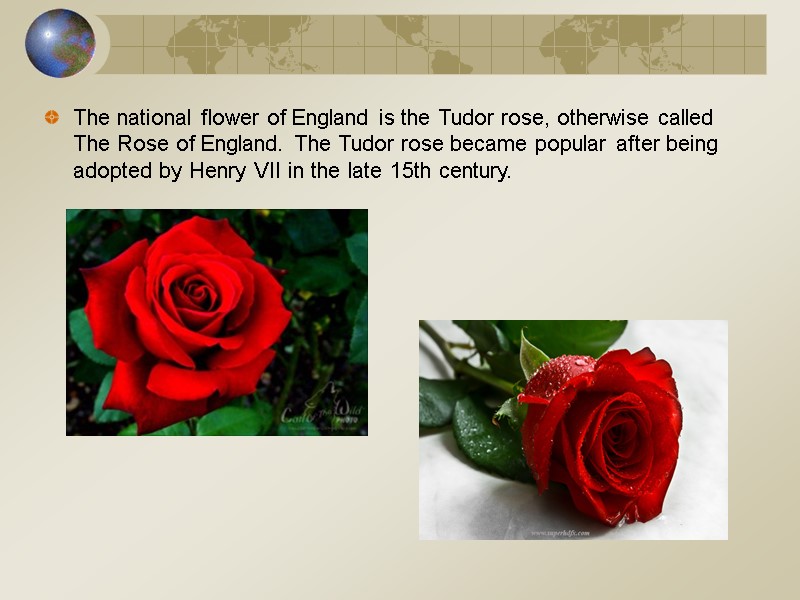 The national flower of England is the Tudor rose, otherwise called The Rose of